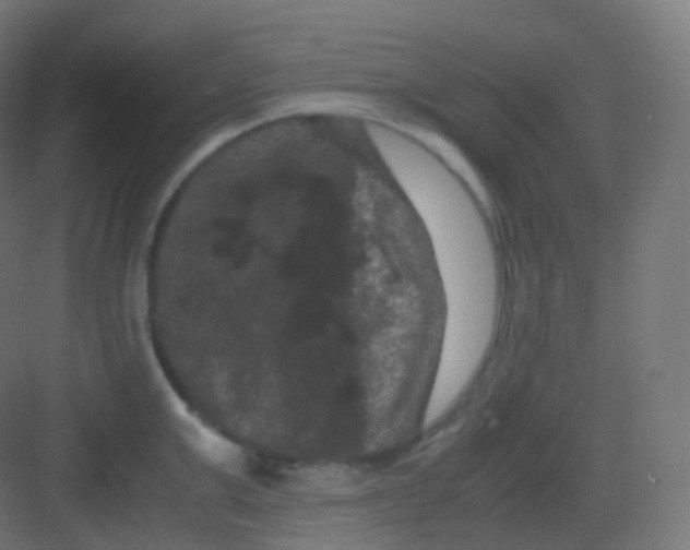 X0000081330999200702082157