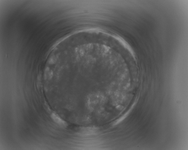 X0000081331001200702082157