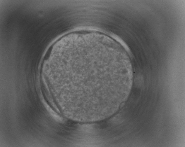 X0000081331004200702082157