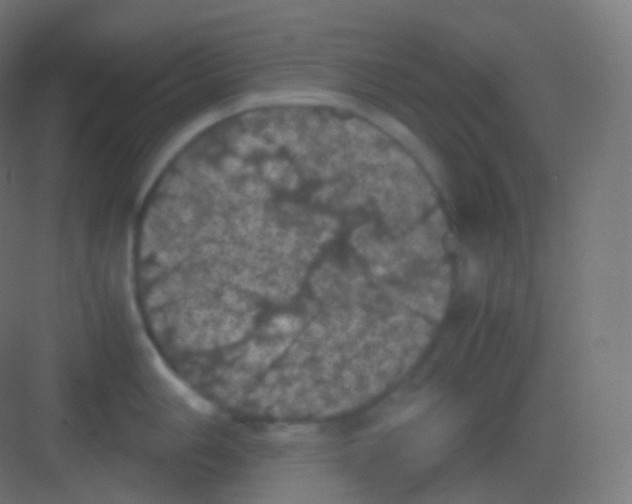 X0000081331006200702082157