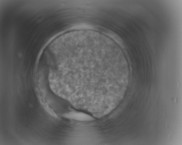 X0000081331008200702082157