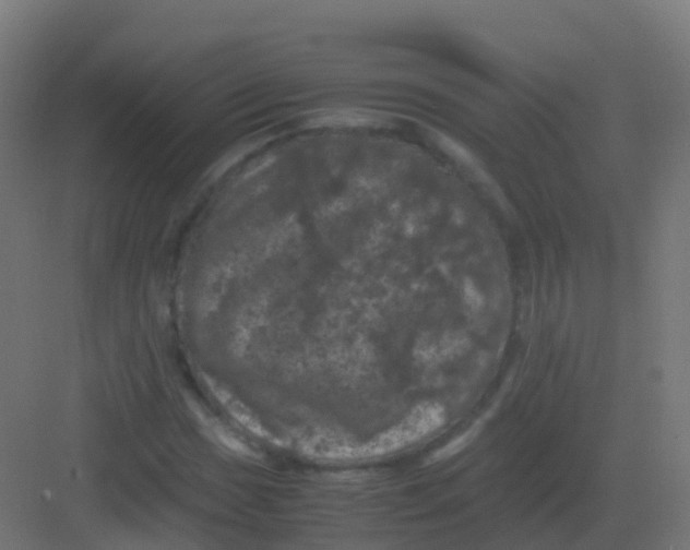 X0000081331017200702082156