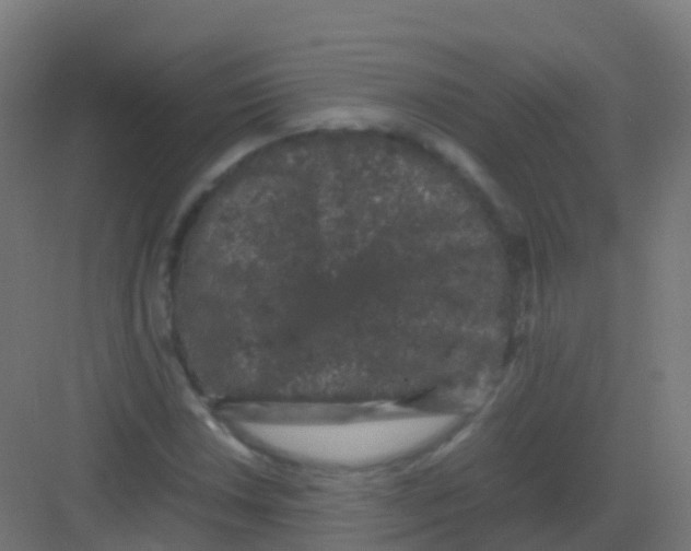 X0000081331018200702082156