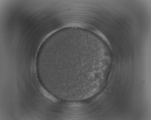 X0000081331020200702082156