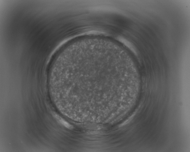 X0000081331021200702082156