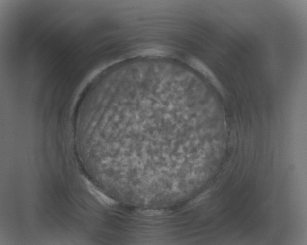 X0000081331027200702082157