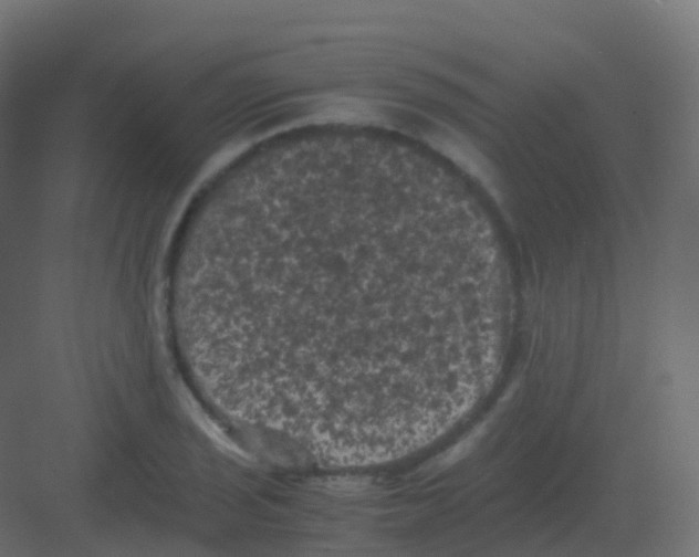 X0000081331029200702082157