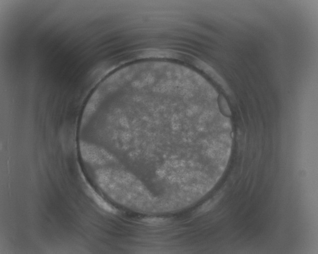 X0000081331033200702082157