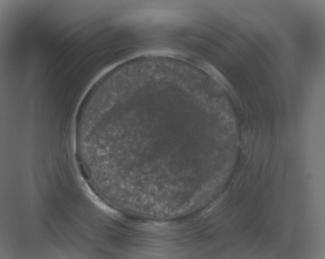 X0000081331036200702082157