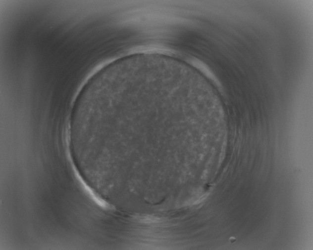 X0000081331040200702082157