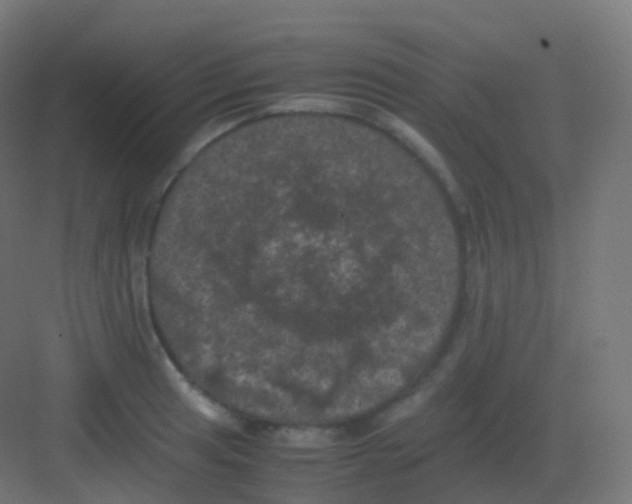 X0000081331041200702082157