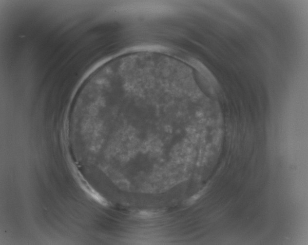 X0000081331044200702082157