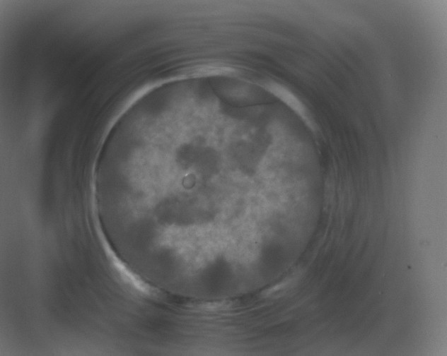 X0000081331047200702082157