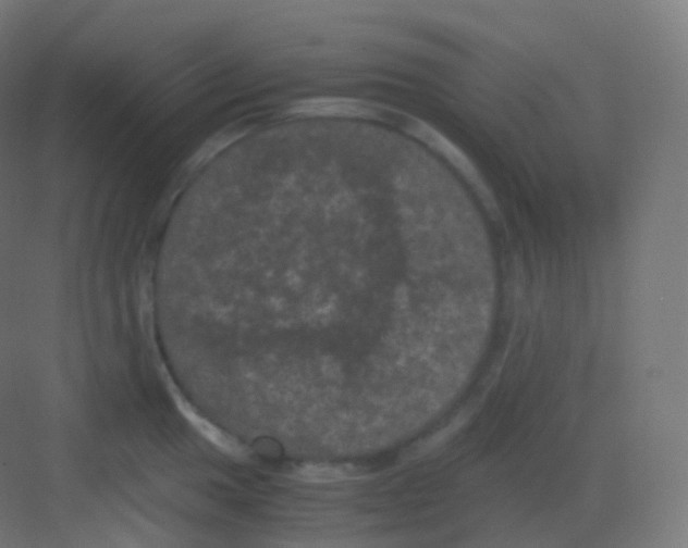 X0000081331049200702082157