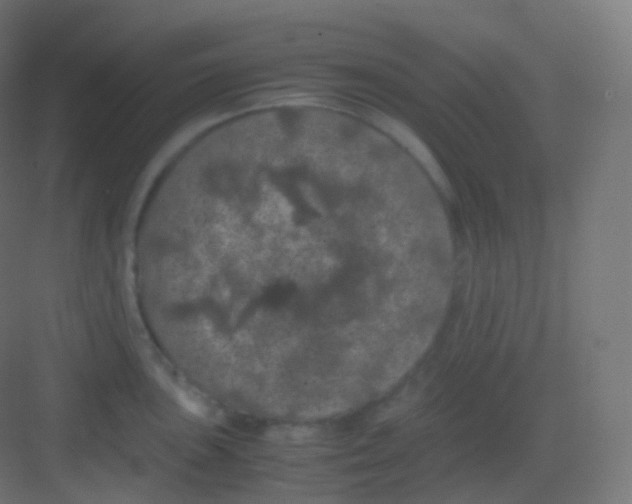 X0000081331051200702082157