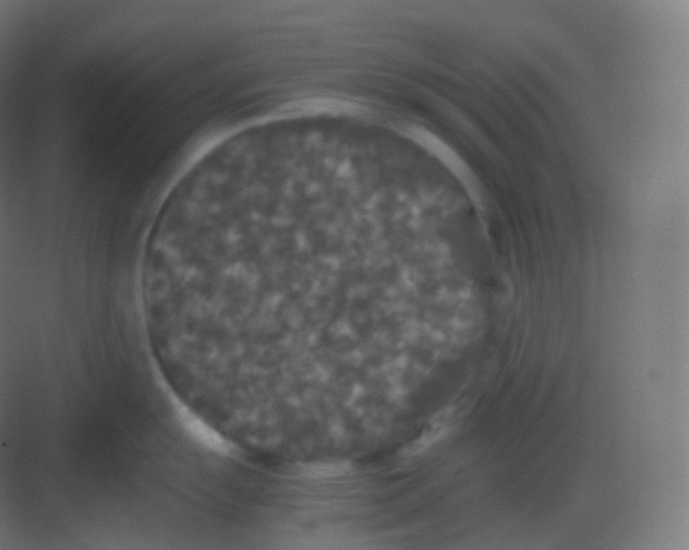 X0000081331055200702082157