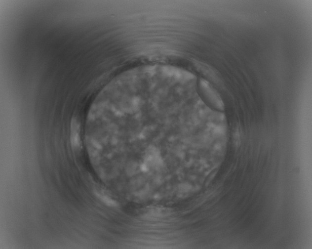 X0000081331060200702082156