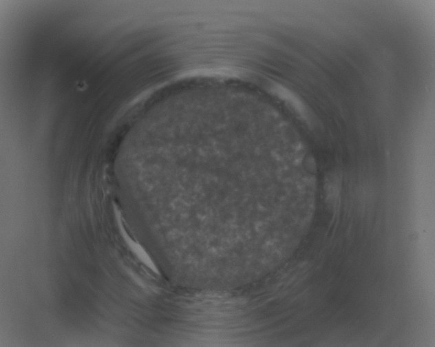 X0000081331064200702082156