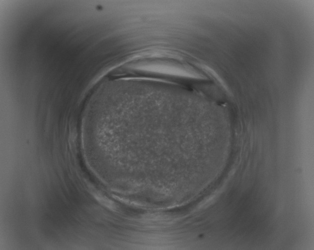 X0000081331065200702082156