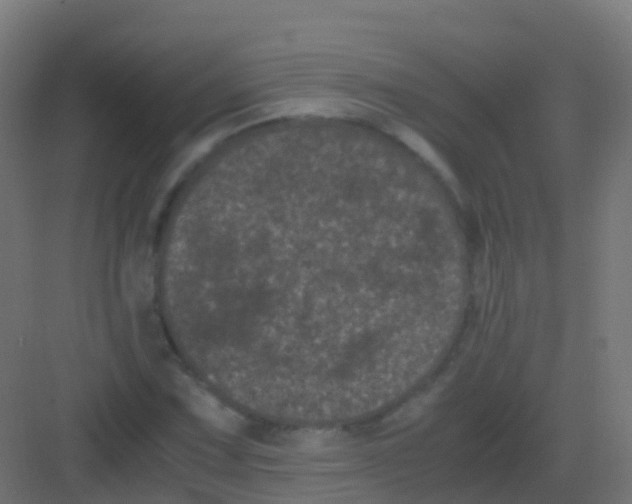 X0000081331067200702082156