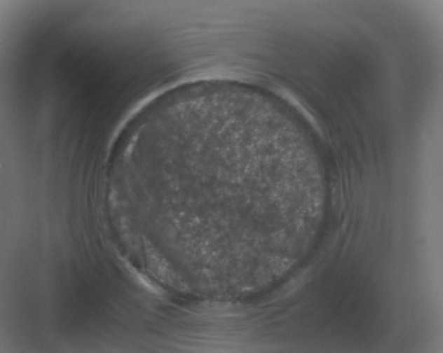 X0000081331069200702082156