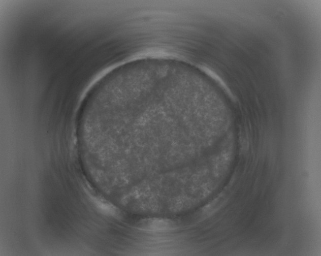 X0000081331070200702082156