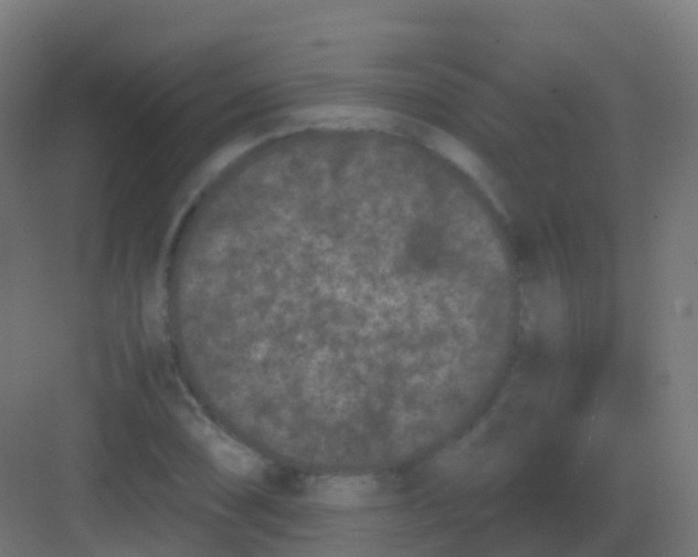 X0000081331074200702082156