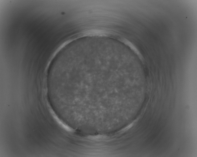 X0000081331075200702082156