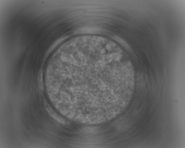 X0000081331078200702082156