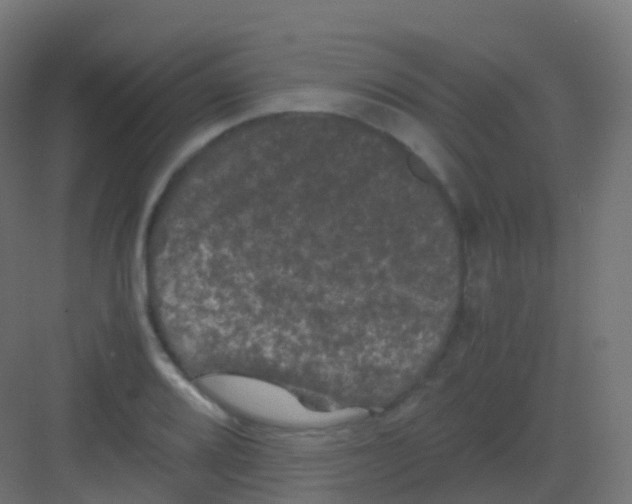 X0000081331080200702082156