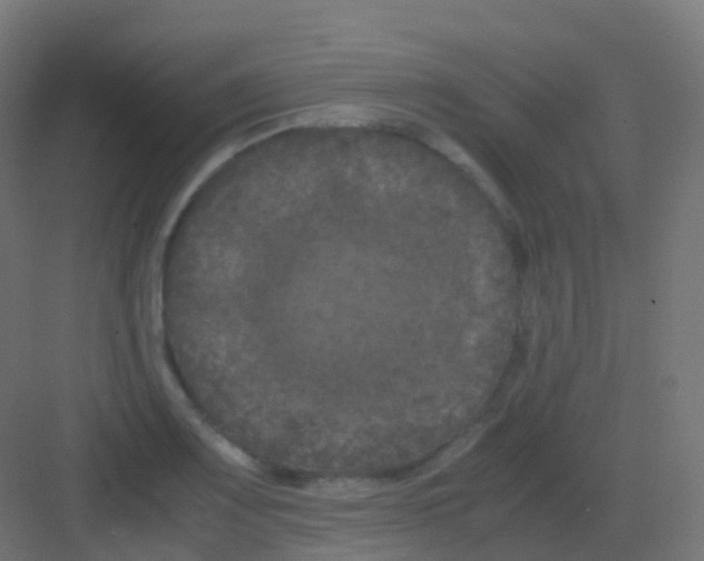 X0000081331083200702082156