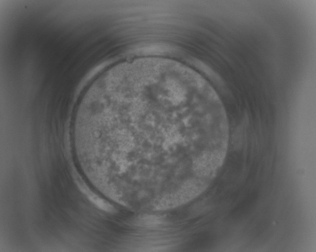 X0000081331086200702082156