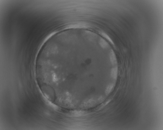 X0000081331087200702082156