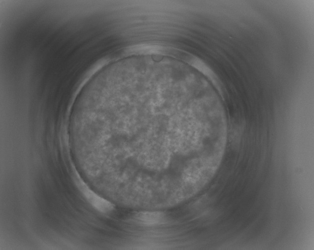 X0000081331090200702082156