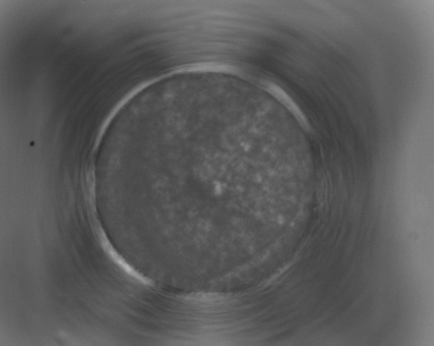 X0000081331092200702082156