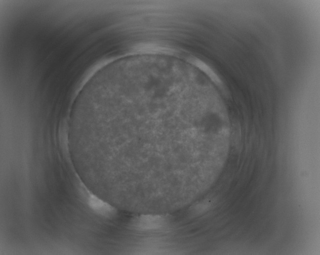 X0000081331094200702082156