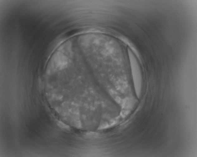 X0000081331097200702082156