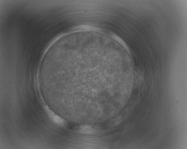 X0000081331098200702082156