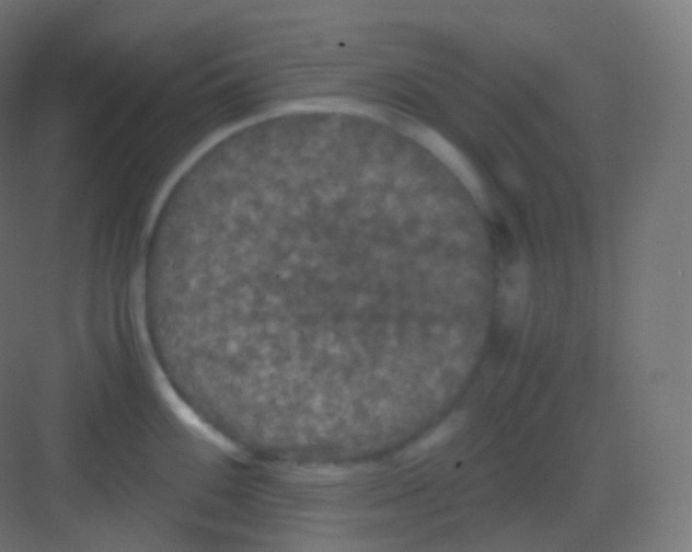 X0000081331100200702082156