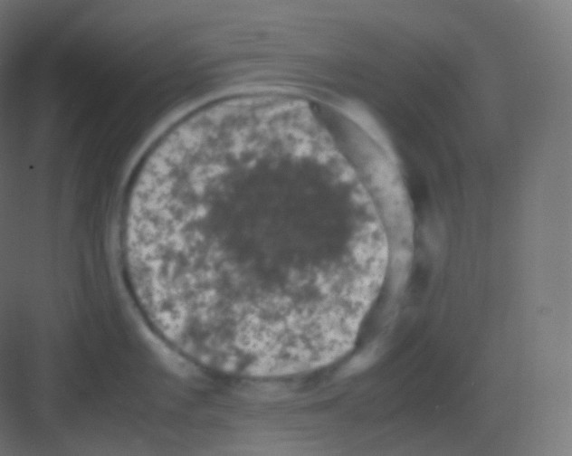 X0000081331101200702082156