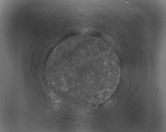 X0000081331105200702082155