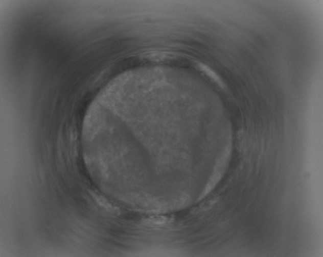 X0000081331111200702082155