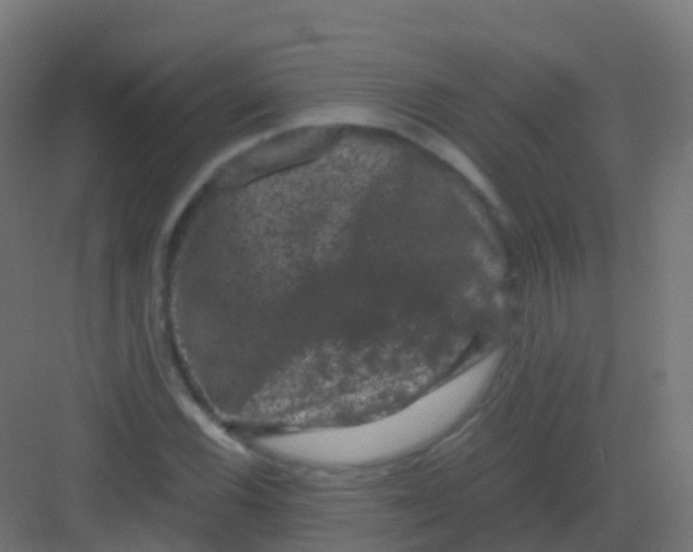 X0000081331116200702082155