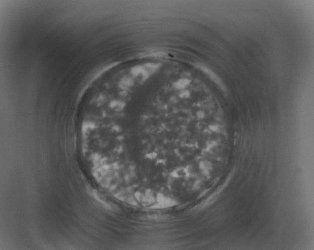 X0000081331117200702082155