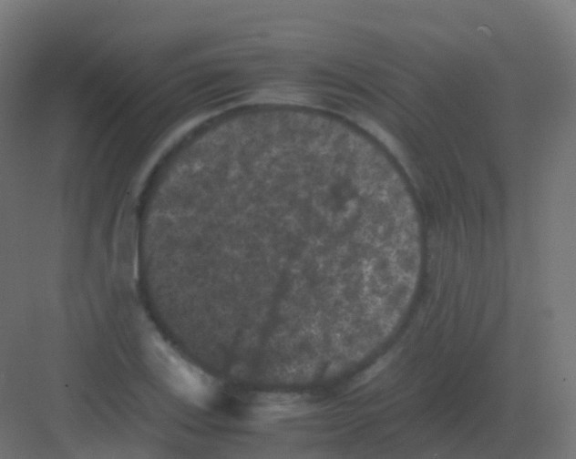 X0000081331123200702082155