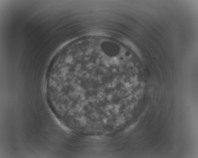 X0000081331125200702082155