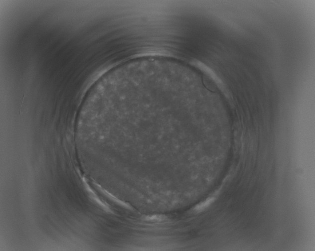 X0000081331129200702082155