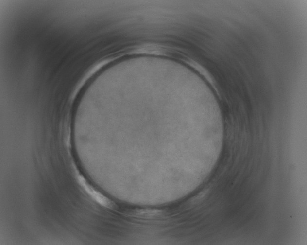 X0000081331131200702082155