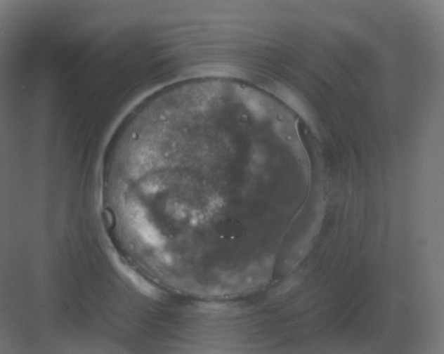 X0000081331132200702082155