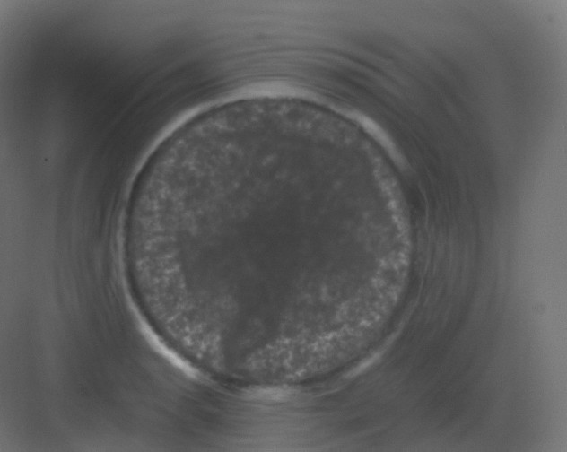 X0000081331134200702082155